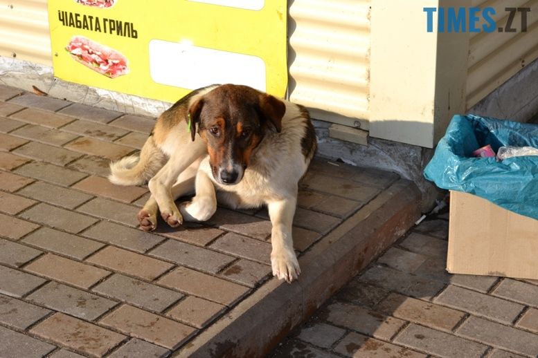 Бездомні тварини. Собаки на вулиці. Житомир