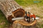 Відтепер у Житомирі власники будинків дерева у дворах будуть зрізати та кронувати самостійно