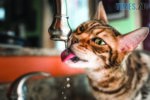 кіт п'є воду з капаючого крана