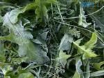 Перші приморозки на поверхні грунту в жовтня 2026 року